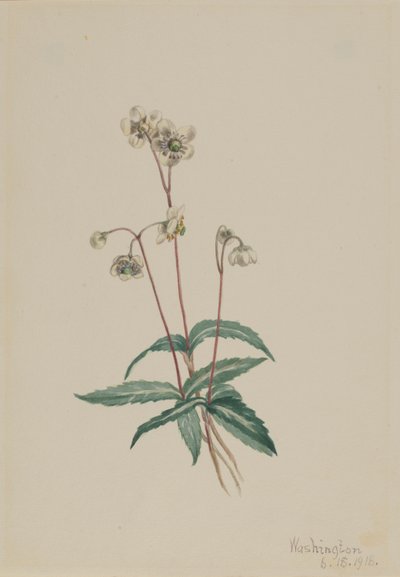 Pipsisseva skvrnitá (Chimaphila maculata) od Mary Vaux Walcott