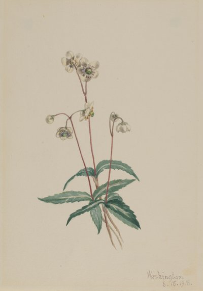 Pipsissewa Chimaphila maculata, 1918. od Mary Vaux Walcott