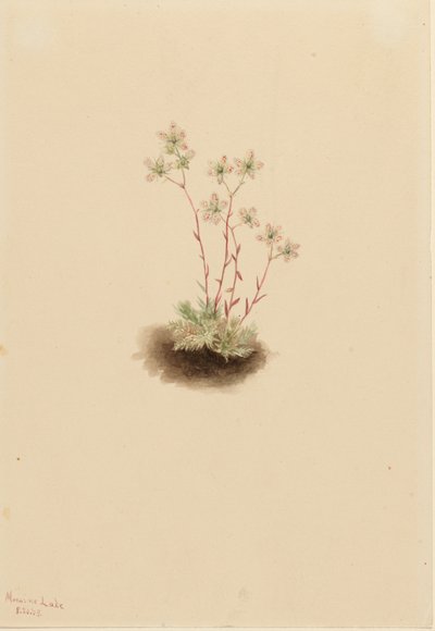 Lomikámen skvrnitý (Saxifraga bronchialis) od Mary Vaux Walcott