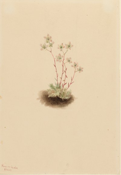Lomikámen skvrnitý Saxifraga bronchialis, 1903. od Mary Vaux Walcott