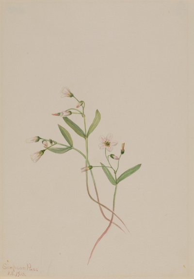 Jarní kráska (Claytonia lanceolata) od Mary Vaux Walcott
