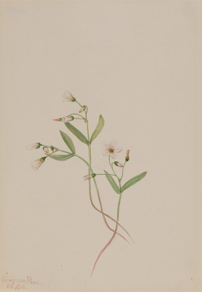 Jarní kráska Claytonia lanceolata, 1916. od Mary Vaux Walcott