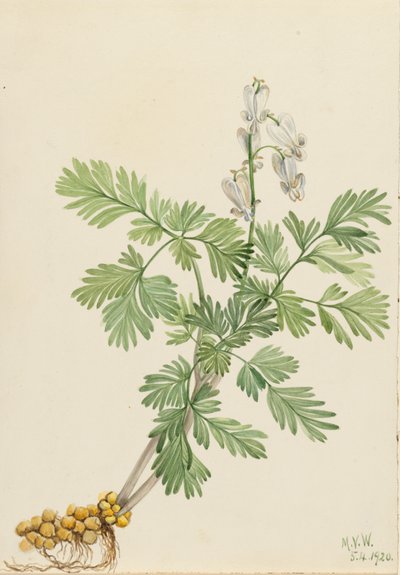 Veverka Kukuřičná Veverka canadensis, od Mary Vaux Walcott