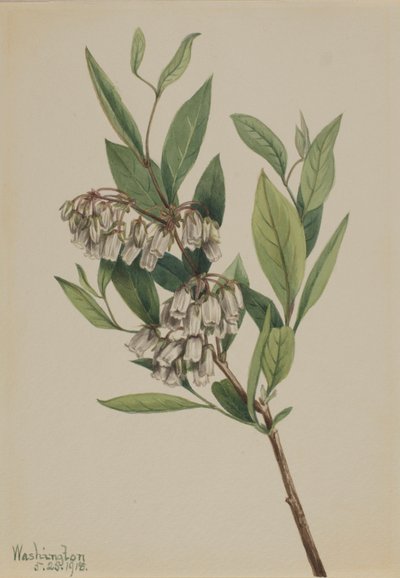 Keř Pieris mariana (Pieris mariana) od Mary Vaux Walcott