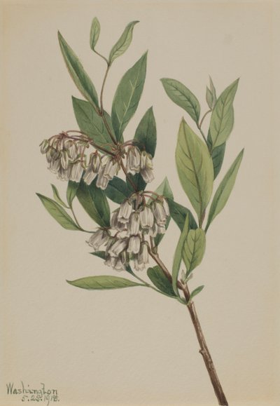 Stagger-Bush Pieris Mariana, 1918. od Mary Vaux Walcott