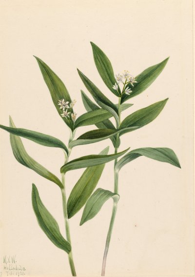 Hvězda Solomonplume (Star Vagnera) od Mary Vaux Walcott