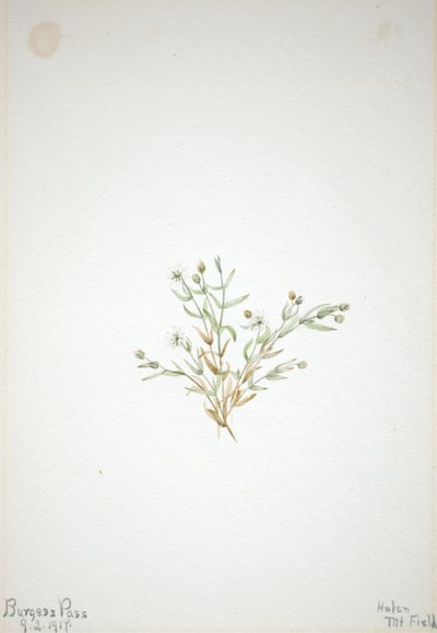 Stelleria leata od Mary Vaux Walcott