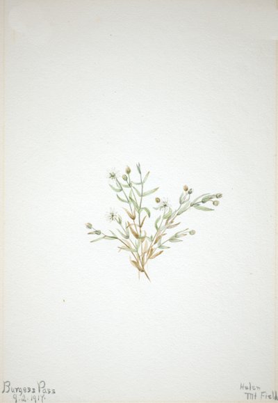 Stelleria leata, 1917. od Mary Vaux Walcott