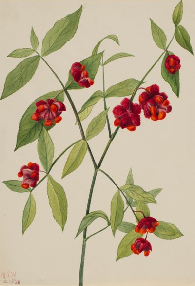 Jahodový keř - "Srdce plná lásky" (Euonymus Americanus) od Mary Vaux Walcott