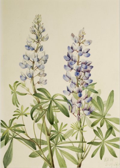 Lupina vytrvalá (Lupinus perennis) od Mary Vaux Walcott