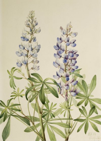 Sluneční hodiny Lupin Lupinus perennis, 1919 od Mary Vaux Walcott