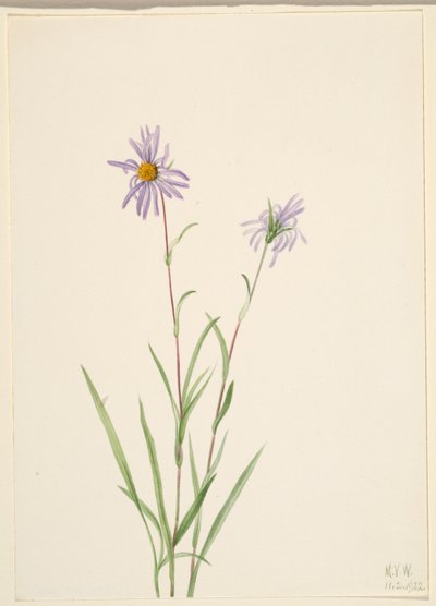 Hvězdnice bahenní (Aster paludosus) od Mary Vaux Walcott