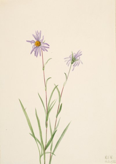 Swamp Aster Aster paludosus, 1922. od Mary Vaux Walcott
