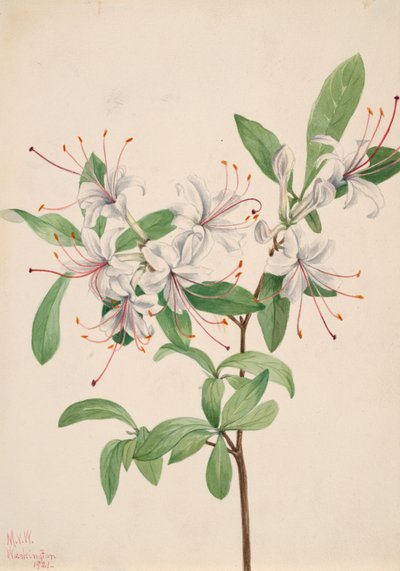 Azalea sladká Azalea arborescens, 1921. od Mary Vaux Walcott