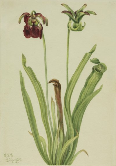 Sladký džbán Sarracenia rubra, 1920. od Mary Vaux Walcott