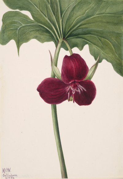 Sladké Trillium Trillium vasyi, 1934. od Mary Vaux Walcott