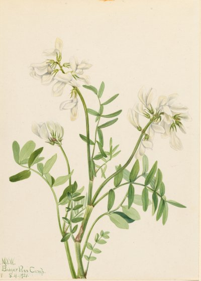 Sladkovka (Hedysarum mackenzii) od Mary Vaux Walcott