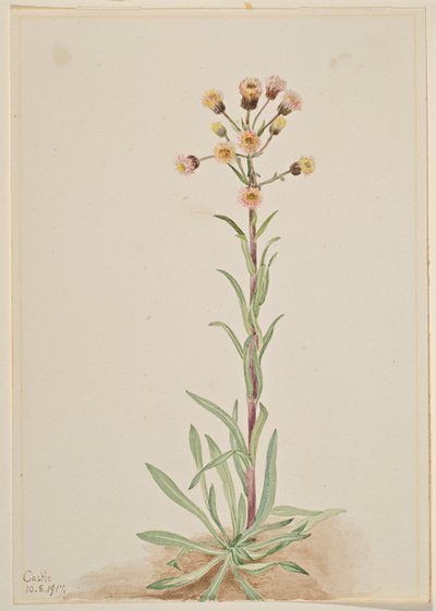 Vysoký blešník (Erigeron acris) od Mary Vaux Walcott