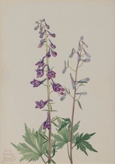 Skřivanec vysoký (Delphinium elongatum) od Mary Vaux Walcott