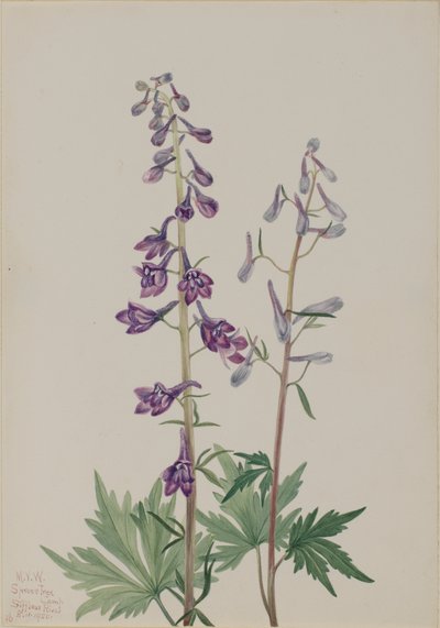 Tall Larkspur Delphinium elongatum, 1920. od Mary Vaux Walcott