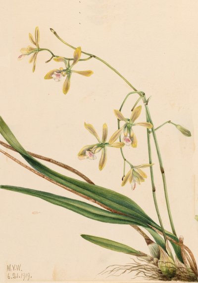 Tampa Epidendrum Epidendrum tampense, 1919. od Mary Vaux Walcott