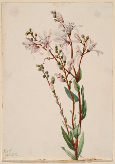 Smolnička obecná (Befaria racemosa) od Mary Vaux Walcott