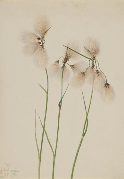 Střapec úzkolistý (Eriophorum angustifolium) od Mary Vaux Walcott
