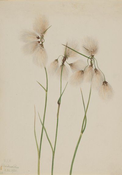 Střapec bavlníkový Eriophorum angustifolium, 1920. od Mary Vaux Walcott