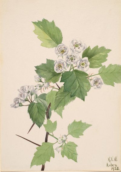 Hloh hloh Crataegus coccinea, 1922. od Mary Vaux Walcott