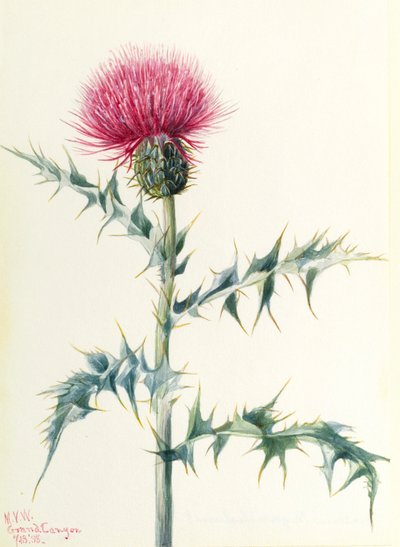 Pcháč oset (Cirsium arizonica) od Mary Vaux Walcott