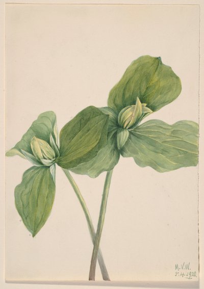 Housenka Trillium (Trillium sessile) od Mary Vaux Walcott