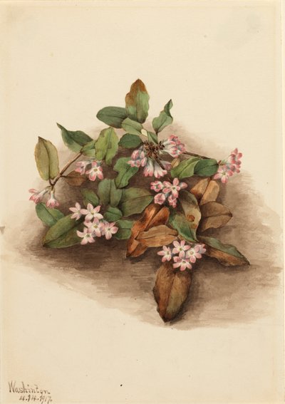 Trailing Arbutus Epigaea repens, 1917. od Mary Vaux Walcott