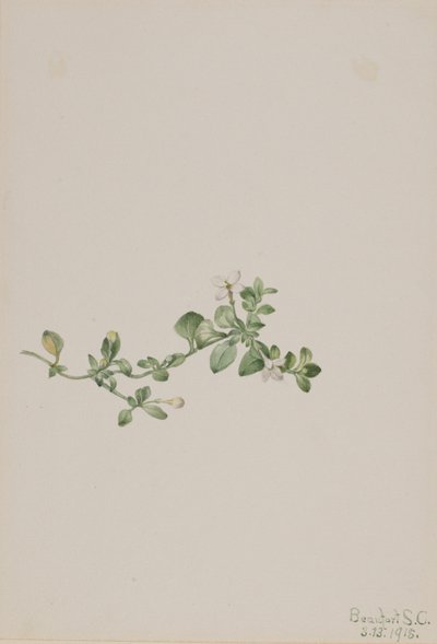 Houstonie poléhavá (Houstonia procumbens) od Mary Vaux Walcott
