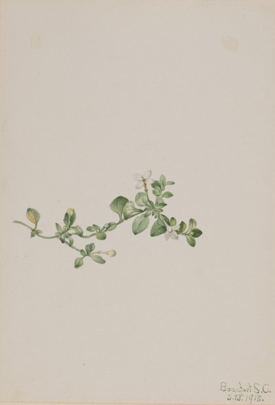 Trailing Houstonia Houstonia procumbens, 1918. od Mary Vaux Walcott