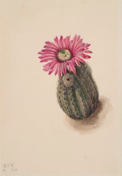 Kaktus krůtí hlavy Echinocereus perbellus, 1930. od Mary Vaux Walcott
