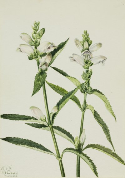 Želví hlava (Chelone glabra) od Mary Vaux Walcott