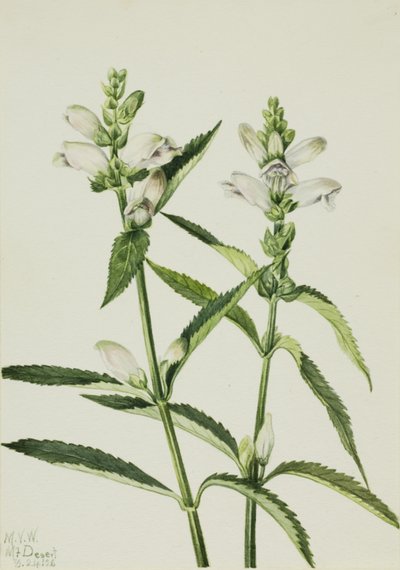Turtlehead Chelone glabra, 1926. od Mary Vaux Walcott