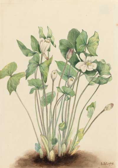 Dvoulistá Jeffersonia diphylla, 1919. od Mary Vaux Walcott
