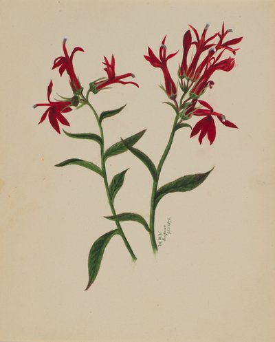 Bez názvu - Květinová studie, 1876. od Mary Vaux Walcott