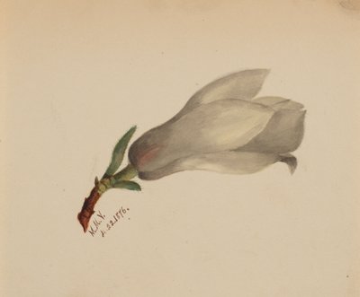Bez názvu - Květinová studie, 1876. od Mary Vaux Walcott