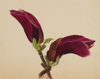 Bez názvu - Květinová studie, 1876. od Mary Vaux Walcott