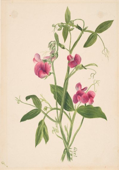Bez názvu – Květinová studie, 1879. od Mary Vaux Walcott