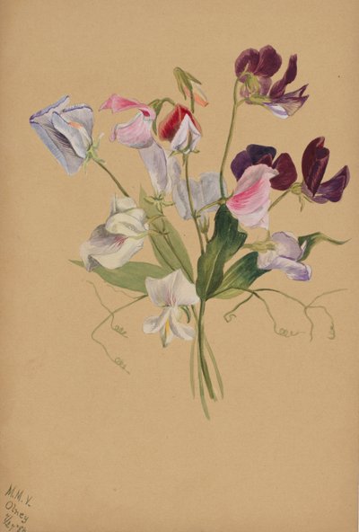 Bez názvu - Květinová studie, 1886. od Mary Vaux Walcott
