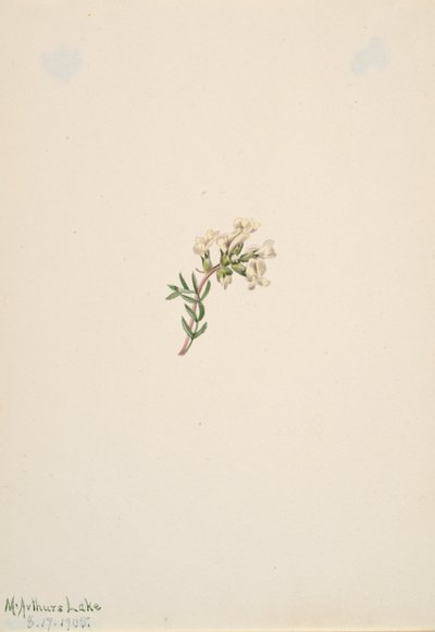 Bez názvu - Květinová studie, 1905. od Mary Vaux Walcott