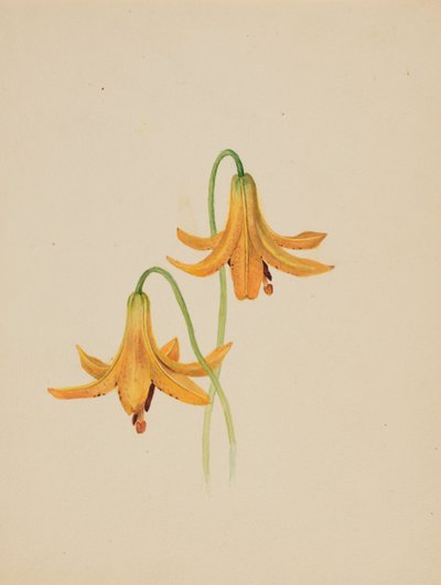 Untitled--Flower Study, ca. 1876-1878. od Mary Vaux Walcott