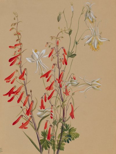 Untitled--Flower Study, ca. 1883-1900. od Mary Vaux Walcott