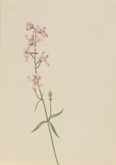 Untitled--Flower Study, ca. 1900-1930. od Mary Vaux Walcott
