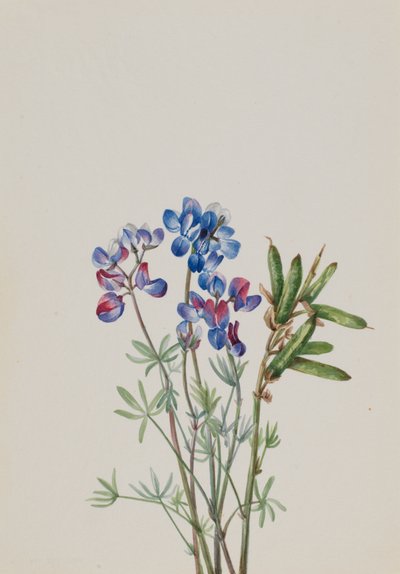 Untitled--Flower Study, ca. 1900-1930. od Mary Vaux Walcott