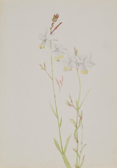 Untitled--Flower Study, n.d. od Mary Vaux Walcott