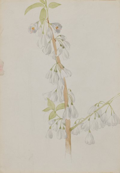 Untitled--Flower Study, n.d. od Mary Vaux Walcott